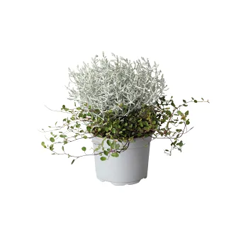 Mueca 13cm kruka Höjd 25cm.