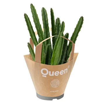 succulentmix papperspåsar.