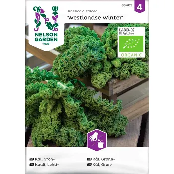 Grönkål Winter 1-p Nelson Garden.