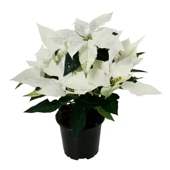 Princettia med glitter 10,5cm kruka Höjd 28cm vit.