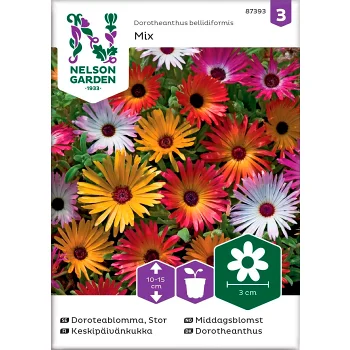 Doroteablomma Stor 1-p Nelson Garden.