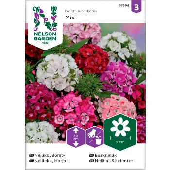 Nejlika Borst 1-p Nelson Garden.