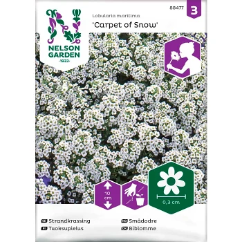 Strandkrassing Carpet of snow 1-p Nelson Garden.