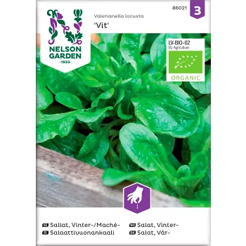 Sallat Maché Vinter Vit Organic 1-p Nelson Garden.