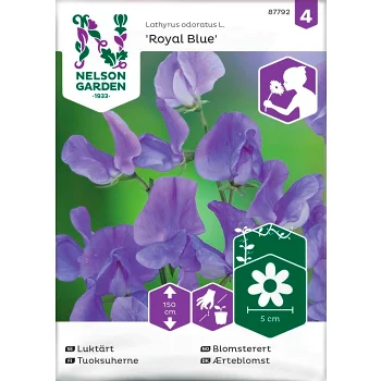 Luktärt Royal Blue 1-p Nelson Garden.
