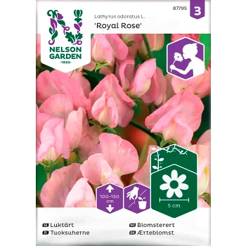 Luktärt Royal Rose 1-p Nelson Garden.