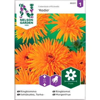 Ringblomma Radio 1-p Nelson Garden.