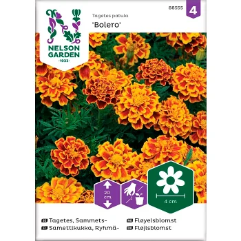 Tagetes Sammets Bolero 1-p Nelson Garden.