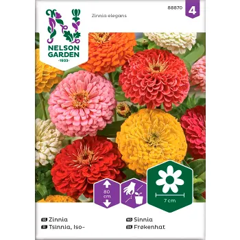 Zinnia Hög Blandade färger 1-p Nelson Garden.