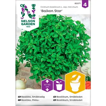 Basilika småblad 1-p Nelson Garden.