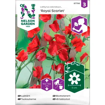 Luktärt Royal Scarlet 1-p Nelson Garden.