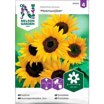 Solros Moonwalker Hög 1-p Nelson Garden.