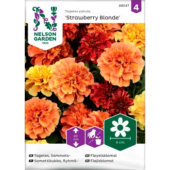 Tagetes Sammets Strawberry Blonde 1-p Nelson Garden.