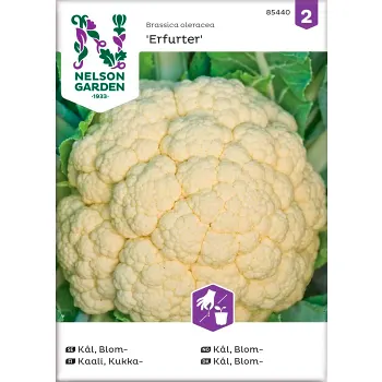 Blomkål Erfurt 1-p Nelson Garden.