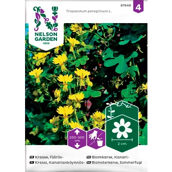 Krasse Fjärils Gul 1-p Nelson Garden.