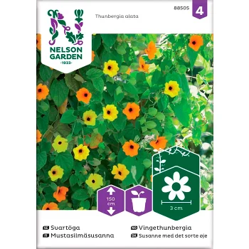 Svartöga Blandade färger 1-p Nelson Garden.