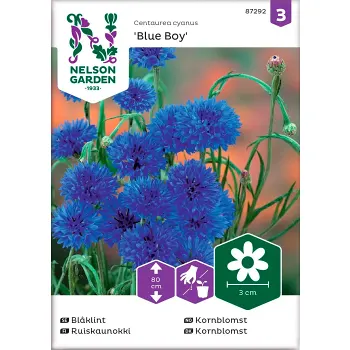 Blåklint Blue Boy 1-p Nelson Garden.