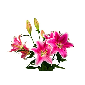 Liljor lyx i bunt, 65cm cerise.