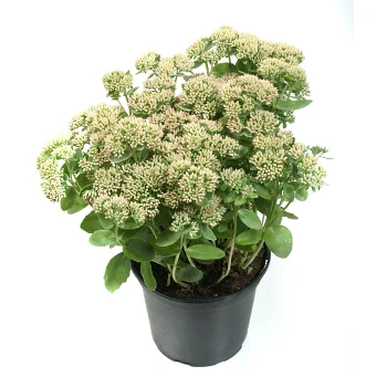 Kärleksört 17cm kruka Höjd 35cm varierande färger.