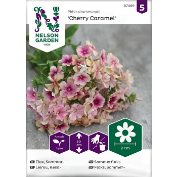 Flox Sommar Cherry Caramel Nelson Garden.