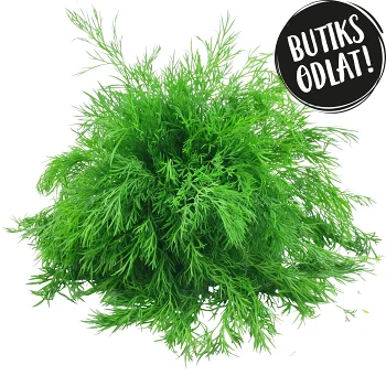 Dill 60g Butiksodlad.