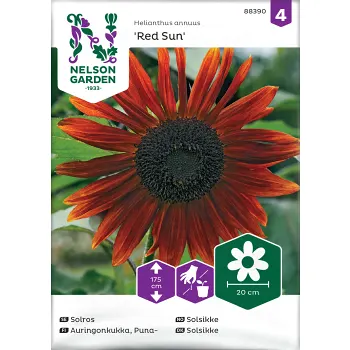 Solros Red Sun hög Nelson Garden.