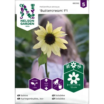 Solros Buttercream F1 Nelson Garden.