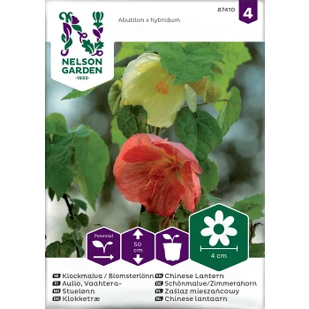 Klockmalva Blomsterlönn bl.färger Nelson Garden.