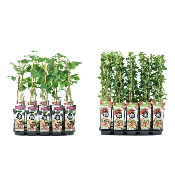 Bärväxt varierande sorter 14cm kruka Höjd 45cm.