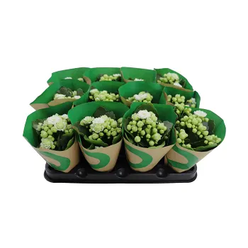 Kalanchoe dubbelblommande 10,5cm kruka Höjd 26cm vit.