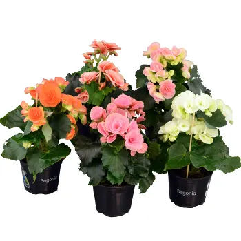 Begonia 12cm kruka Höjd 25cm varierande färger.