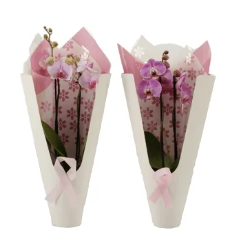 Arrangemang Phalanopsis i Sleeve 12cm.