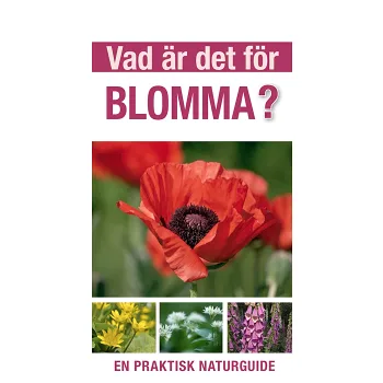 Vad är det för blomma?.