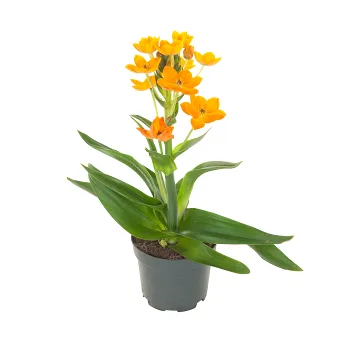 Orange stjärnlök 10,5cm.