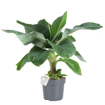 Bananplanta 17cm.