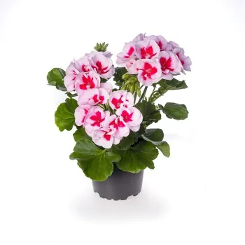 Pelargon zonale 2-färg/lila 12cm.
