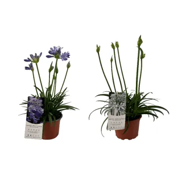 Afrikas blå lilja 17cm.