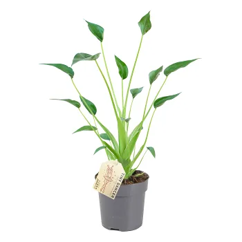 Alocasia Tiny Dancer 11cm.