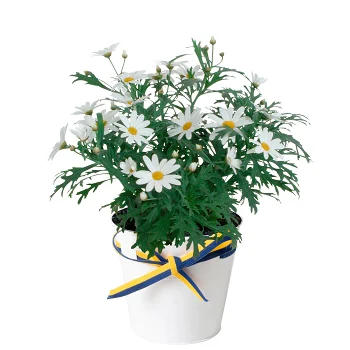 Arrangemang Margerit Student Zink 11cm.