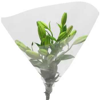 LA liljor 3-p 60cm rosa.