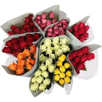 Rosor 10-p 50cm varierande färger.