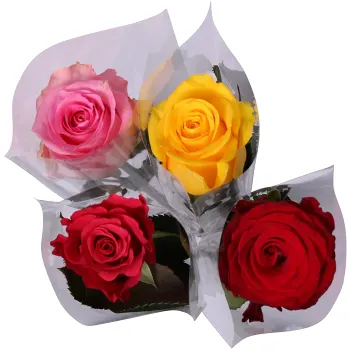 Singelros 1-p 50cm varierande färger.