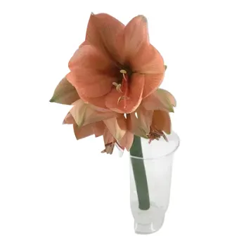 Amaryllis singel aprikos.