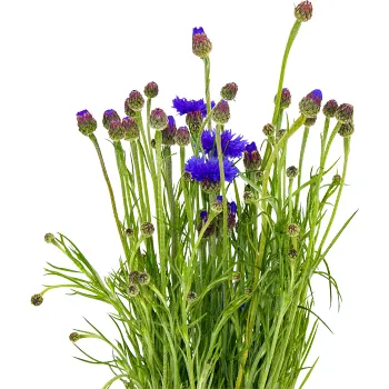 Blåklint i bunt 50cm.