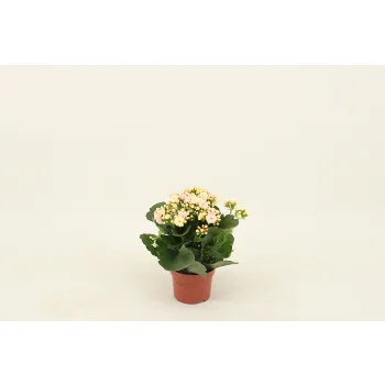 Kalanchoe 10,5cm Höjd 26cm varierande färger.
