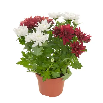 Krysantemum 12 cm kruka Höjd 30cm varierande färger.