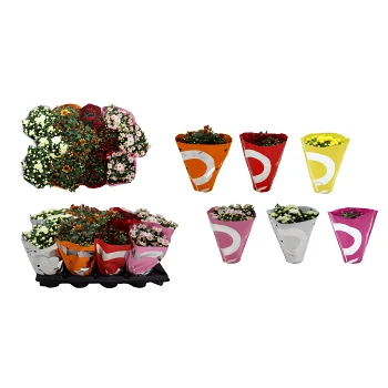 Krysantemum 10,5 Mix.