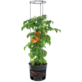 Tomatkruka 300mm 30 cm.