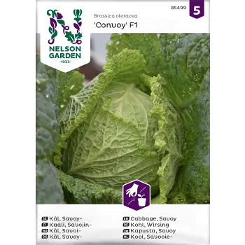 Kål, Savoj-, Convoy F1 Nelson Garden.