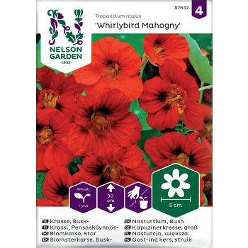 Krasse, Busk-, Whirlybird Mahogny Nelson Garden.